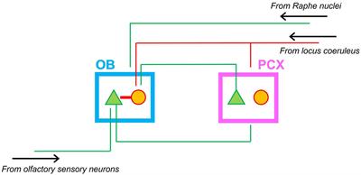 Early development of olfactory circuit function
